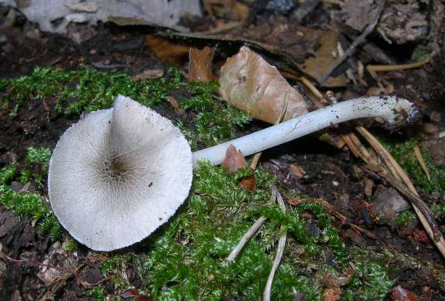 Pluteus   pseudorobertii   M.M. Moser